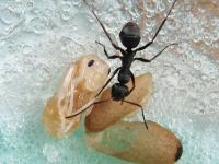 アリの孵化